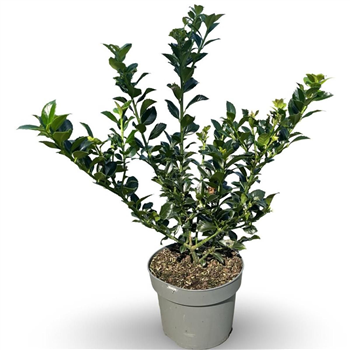 Ilex meserveae 'Heckenfee' F00008098