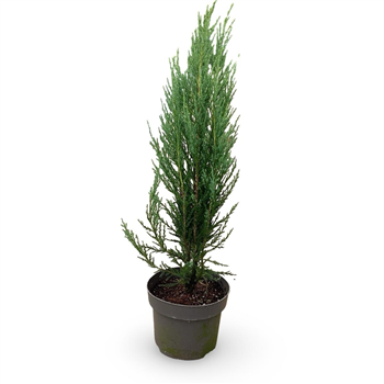 Juniperus scopulorum 'Blue Arrow' F00008095