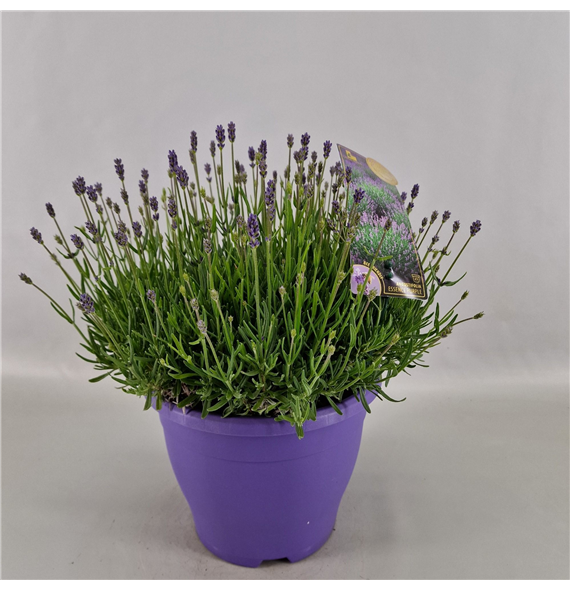 Lavandula angustifolia 'Essence Purple' F00004580