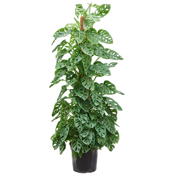 Monstera obliqua 4MOOBMK31