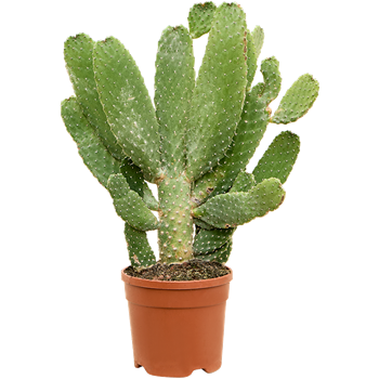Opuntia consolea 4OPCOKK33