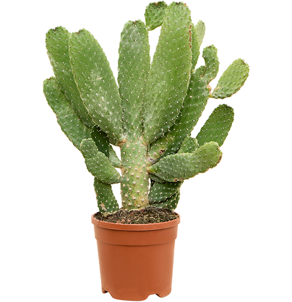 Opuntia consolea 4OPCOKK33
