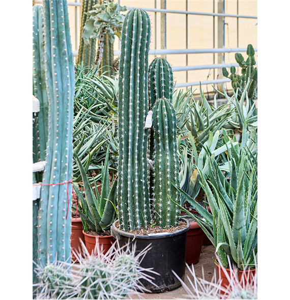 Pachycereus 'Pecten Aboriginum' 4PAPAKK45