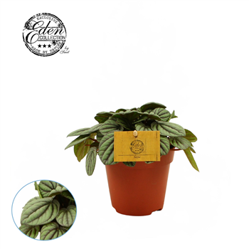 Peperomia Mistique F00000429