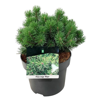 Pinus mugo 'Mops' F00006203