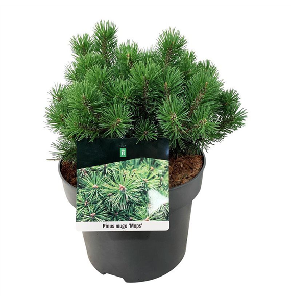 Pinus mugo 'Mops' F00006203