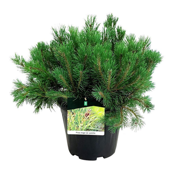 Pinus mugo pumilio F00005266