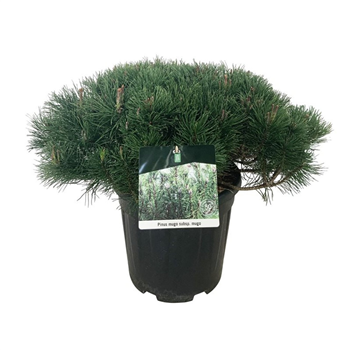 Pinus mugo subsp mugo F00006949