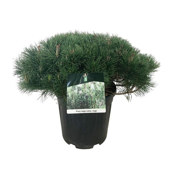 Pinus mugo subsp mugo F00006949