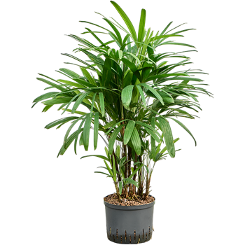 Rhapis excelsa 1RHEXTU14