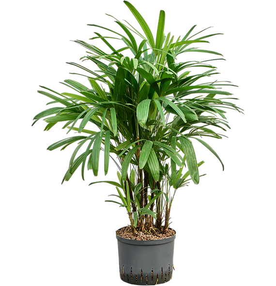 Rhapis excelsa 1RHEXTU14