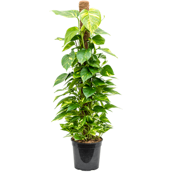Scindapsus (Epipremnum) 'Aureum' 4SCAUMK88