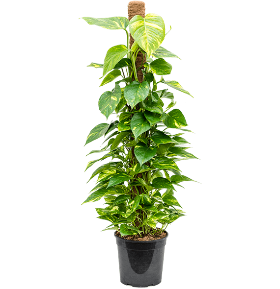 Scindapsus (Epipremnum) 'Aureum' 4SCAUMK88