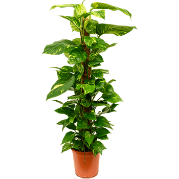 Scindapsus (Epipremnum) 'Aureum' 4SCAUMK05