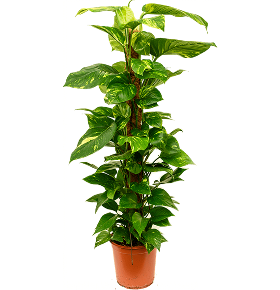 Scindapsus (Epipremnum) 'Aureum' 4SCAUMK05