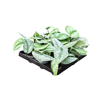 Scindapsus pictus 12/tray 4SCPIBP06