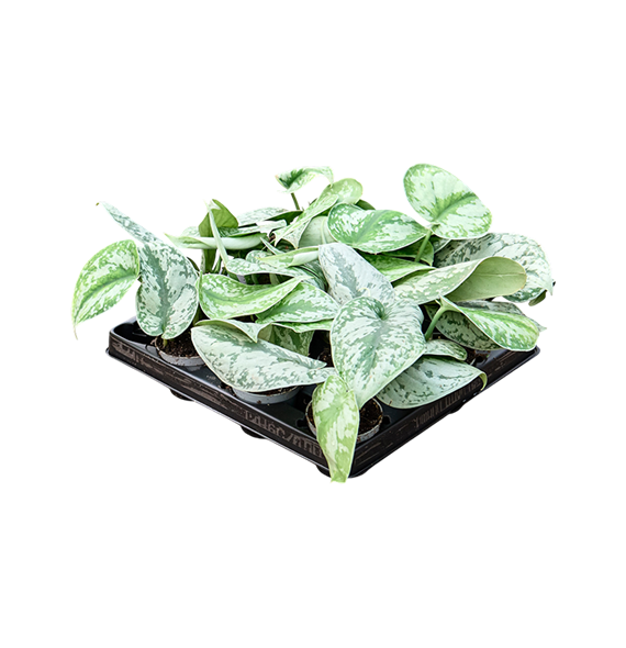 Scindapsus pictus 12/tray 4SCPIBP06