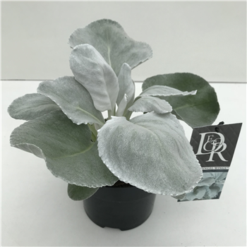Senecio candicans 'Angel Wings' F00004018