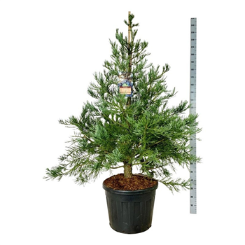 Sequoiadendron giganteum F00007016