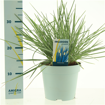 Sesleria nitida F00004528