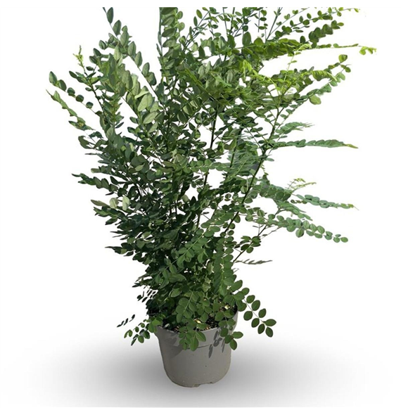 Styphnolobium japonicum F00008084