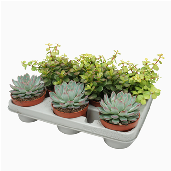 Sukulente mix F00001822