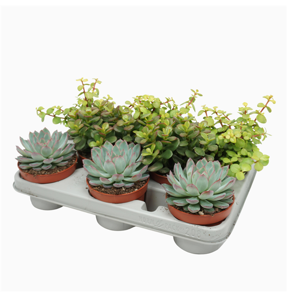 Sukulente mix F00001822