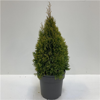Thuja occidentalis 'Golden Smaragd' F00008099