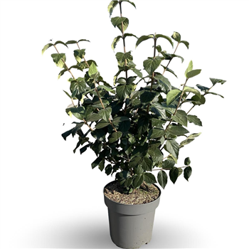 Viburnum carlcephalum F00008081
