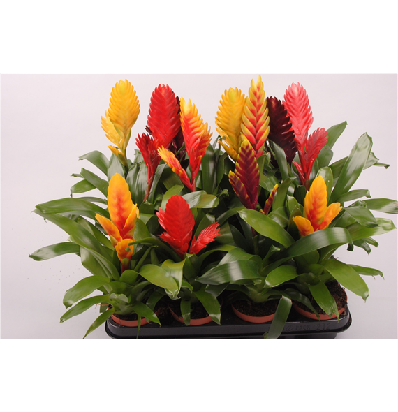Vriesea mix F00005306