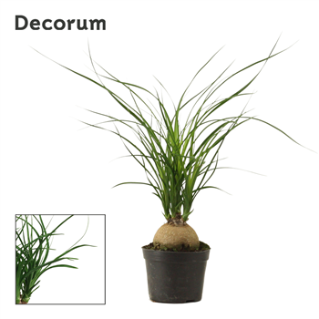 Nolina Beaucarnea recurvata F00000536