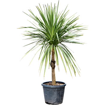 Cordyline australis 4COAUST55