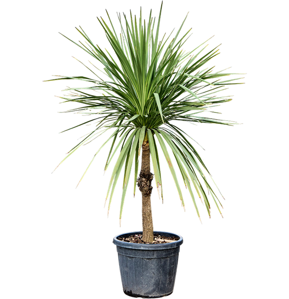 Cordyline australis 4COAUST55