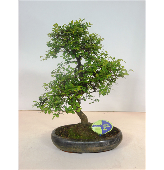 Zelkova parvifolia F00002498