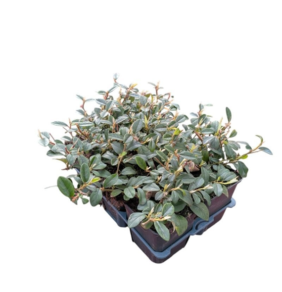 Cotoneaster dammeri F00006790