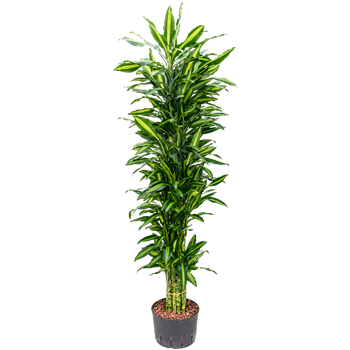 Dracena fragrans 'Cintho' 1DRFCVT20