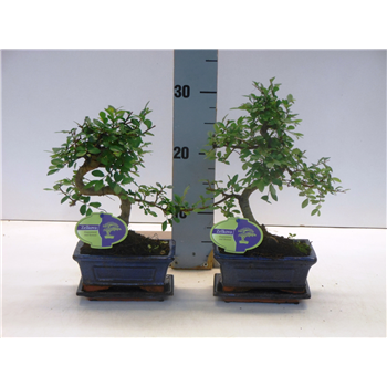 Zelkova parvifolia F00002577