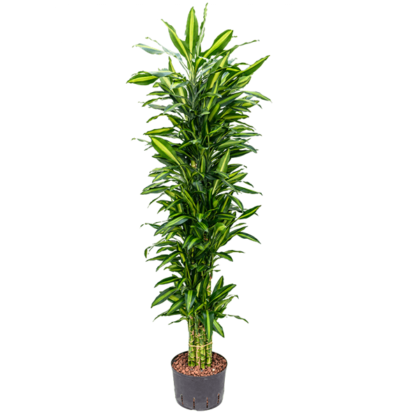 Dracena fragrans 'Cintho' 1DRFCVT20