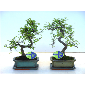 Zelkova parvifolia F00002579
