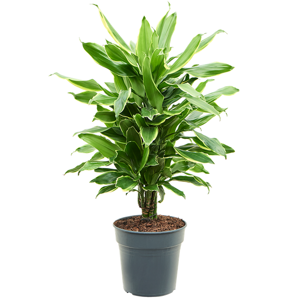 Dracena fragrans 'Golden Coast' 4DRGCVT21