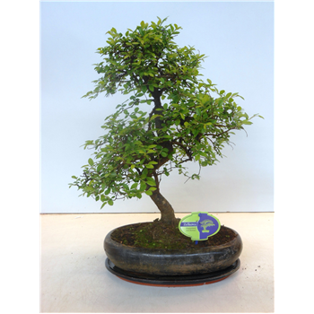 Zelkova parvifolia F00002499
