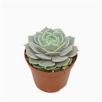 Echeveria lola F00001853