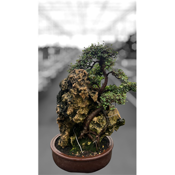 Zelkova parvifolia F00007770