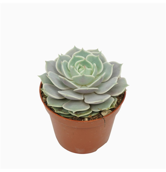 Echeveria lola F00001853