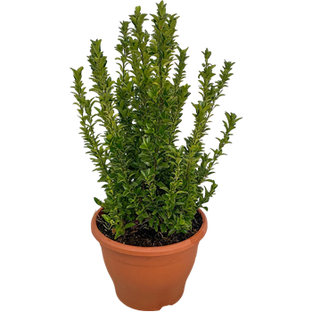 Euonymus japonicus 'Green Spire' F00005421
