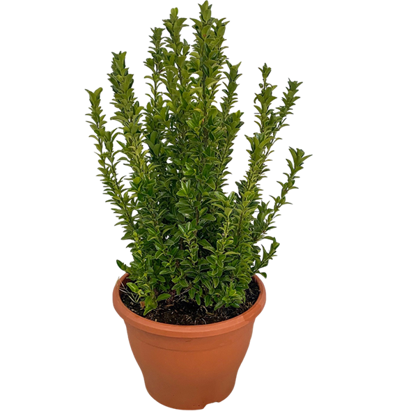 Euonymus japonicus 'Green Spire' F00005421