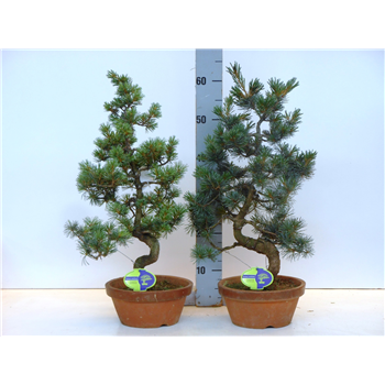 pinus pentaphylla parviflora F00002532
