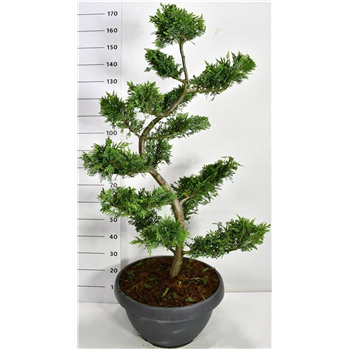 xCupressocyparis leylandii F00006675