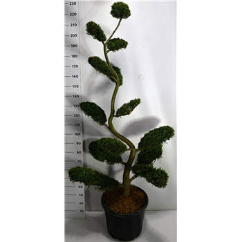 xCupressocyparis leylandii 'Castlewellan Gold' F00006440