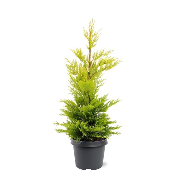 xCupressocyparis leylandii 'Gold Rider' F00007915